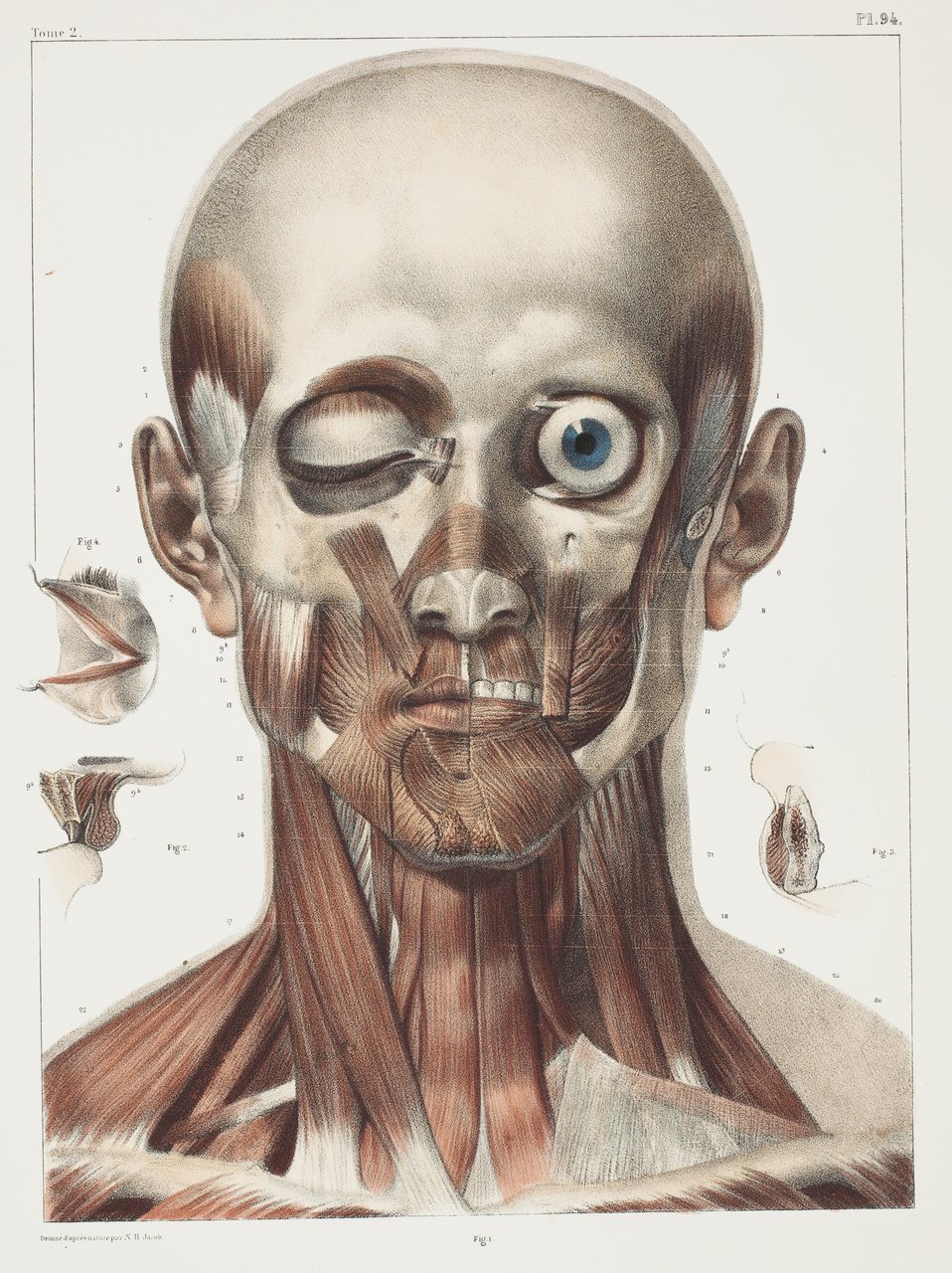 Anatomical plate Traité complet de l'anatomie de l'homme.Vols. I-VIII. - Author: BOURGERY, Jean-Baptiste (1797-1849)