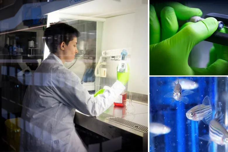 decorative image to highlight some of KI's core facilities. A large image on the left showing a researcher in a lab environment, a smaller image in the top right corner with a hand in a green glove, and zebrafish in the bottom right.