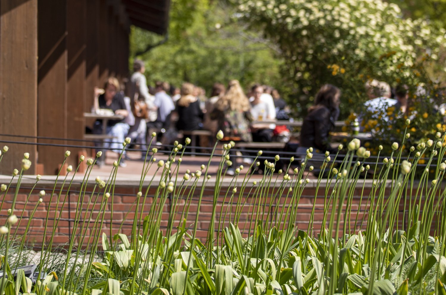 Budding flowers with people on an outdoor terrace in the background.