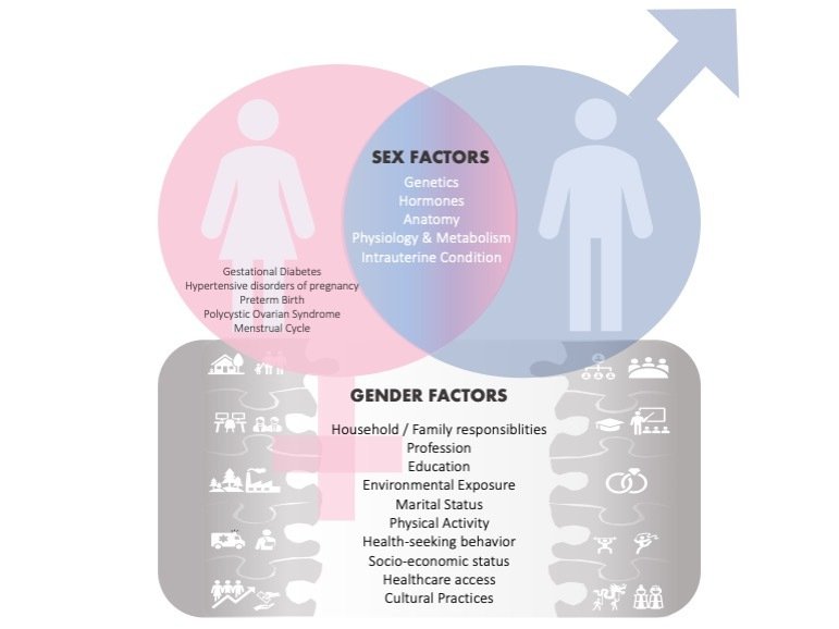 sex and gender factors