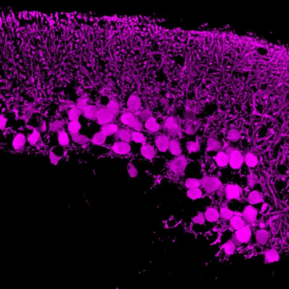 close-up of Purkinje cells in zebrafish cerebellum.