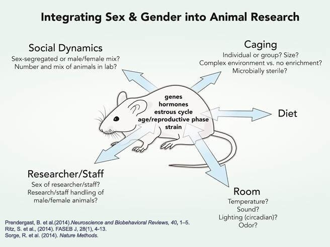 This image shows different sex- or gender-related elements that can affect research in mice.