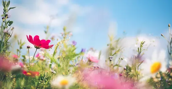 Summer meadow