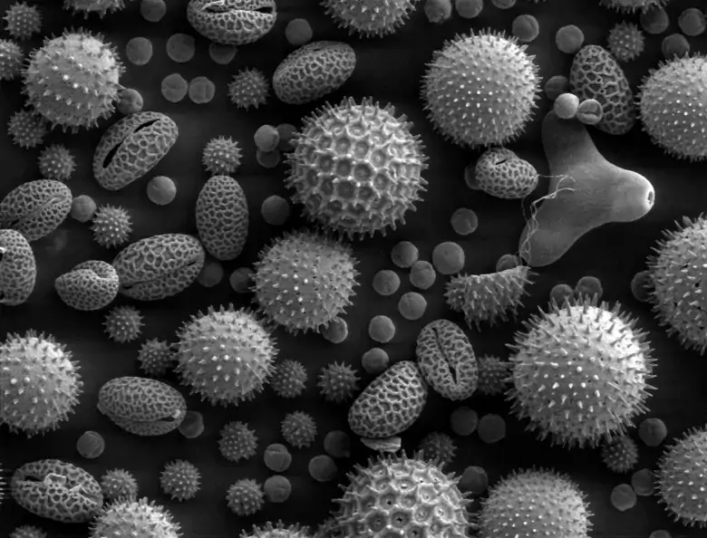 An image of pollen