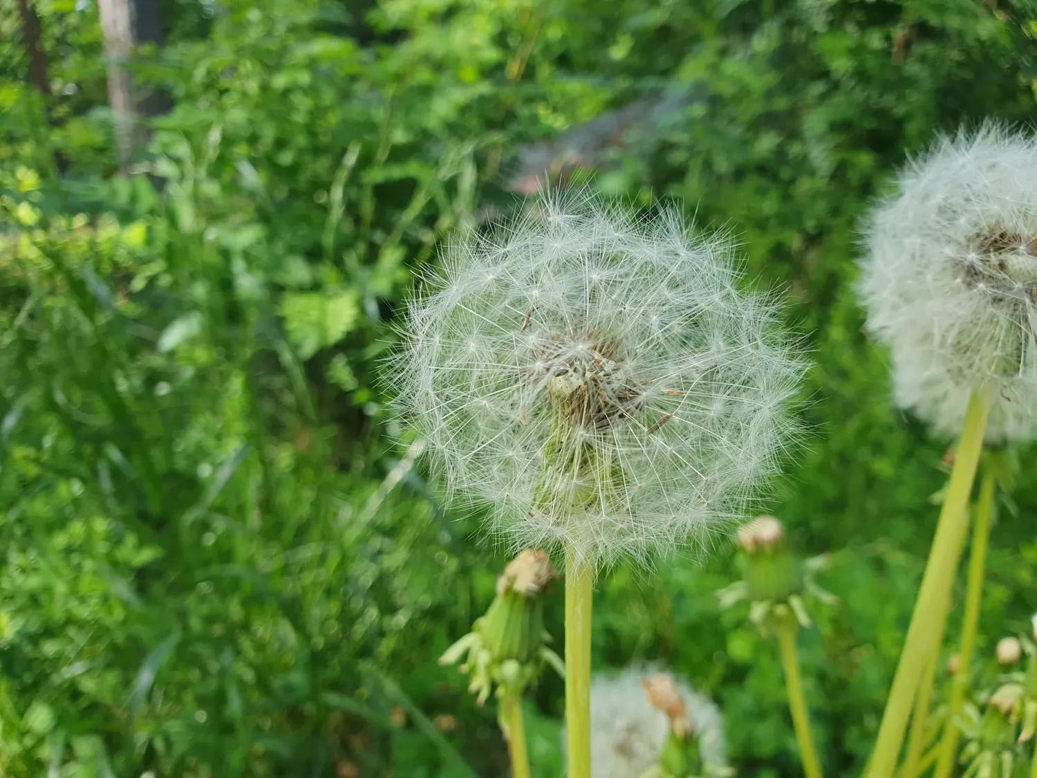 Decorative image of dandelion.