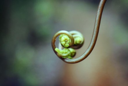 Growing plant.