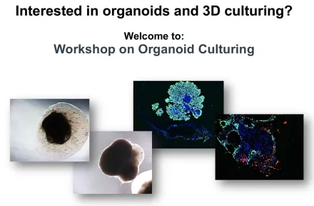 organoid workshop