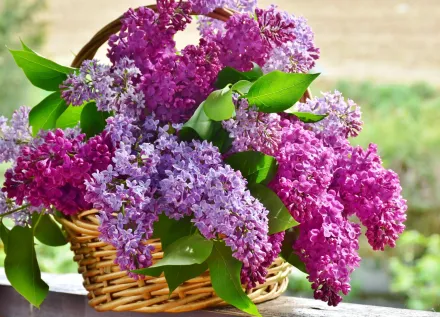 Decorative image of lilacs